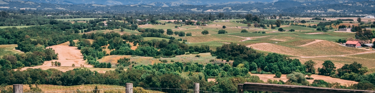 vineyard from a hill